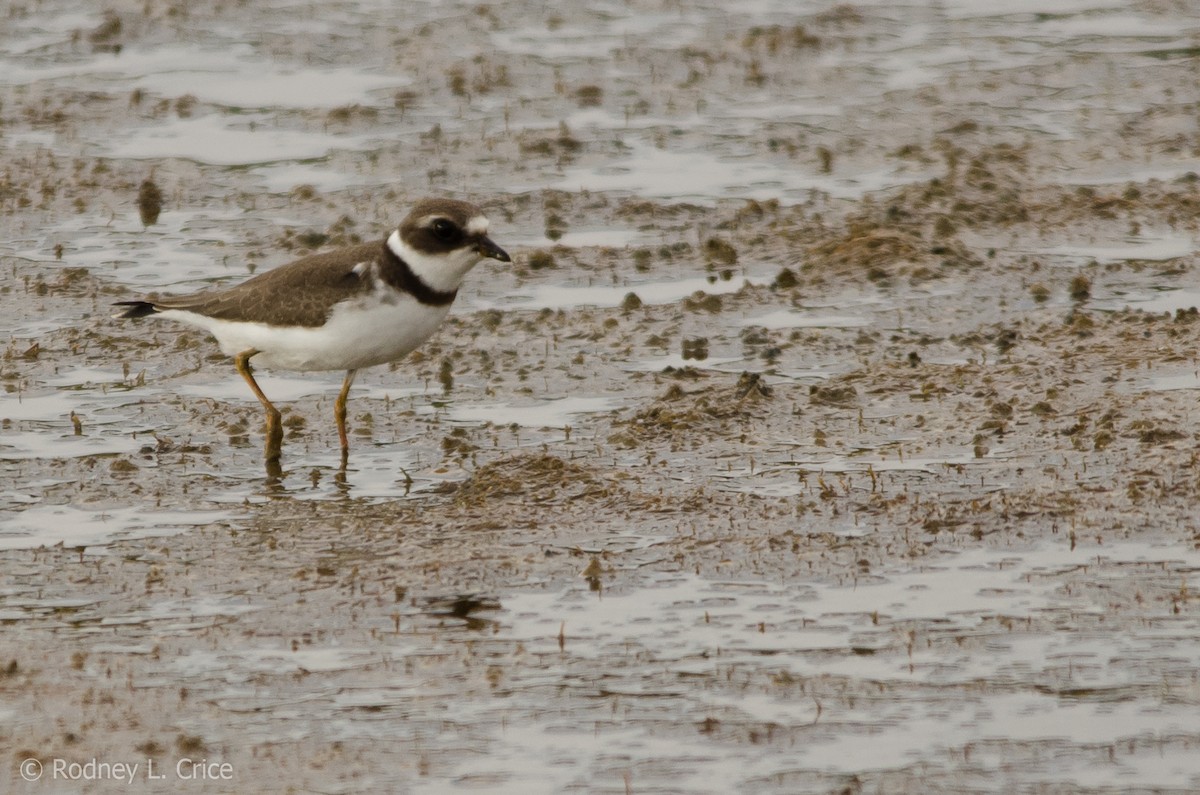 Semipalmated Plover - ML67885131
