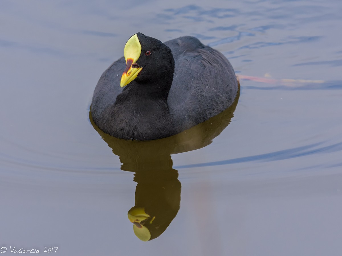Red-gartered Coot - ML67885771