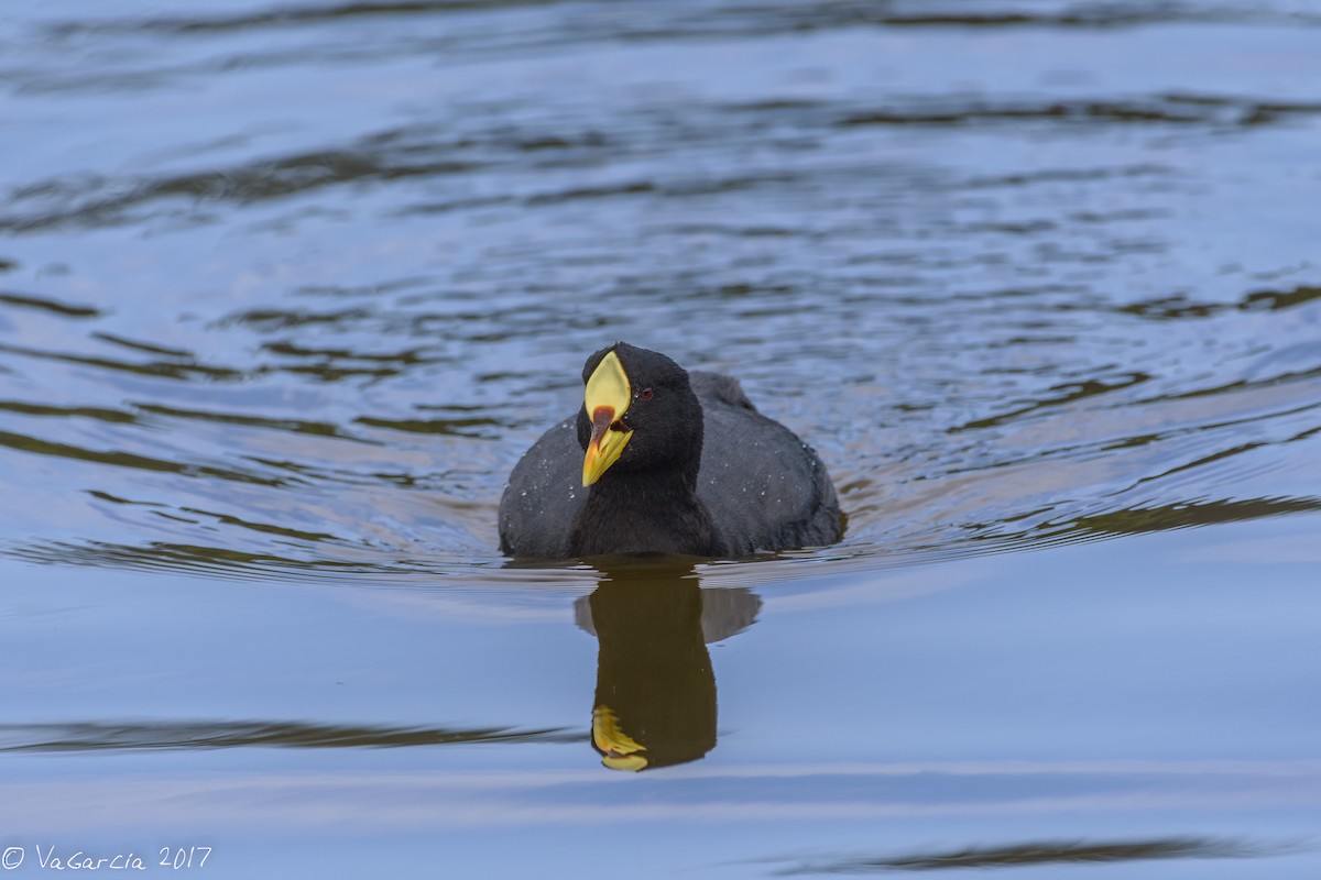 Red-gartered Coot - ML67885781