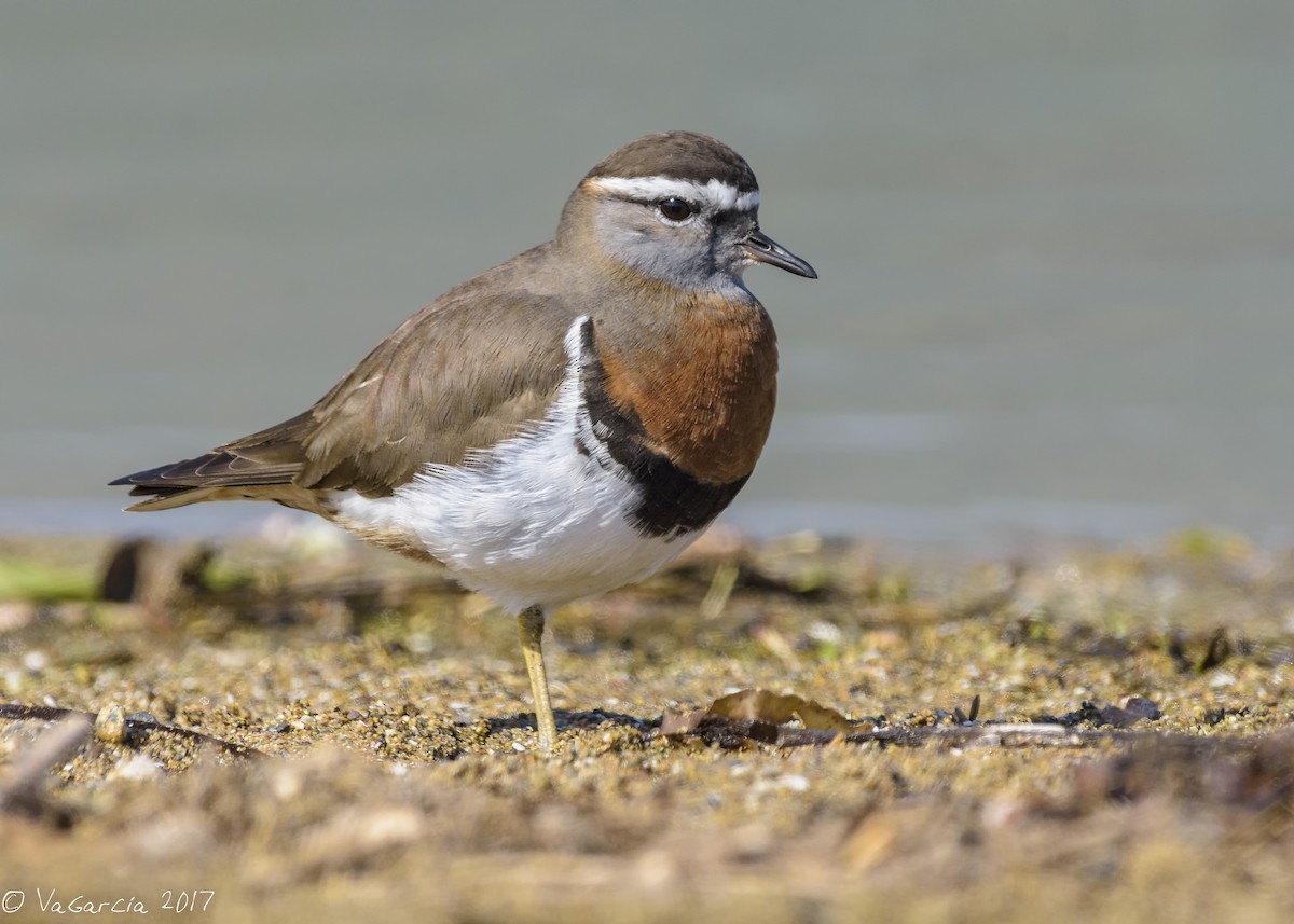 Rufous-chested Dotterel - ML67886141