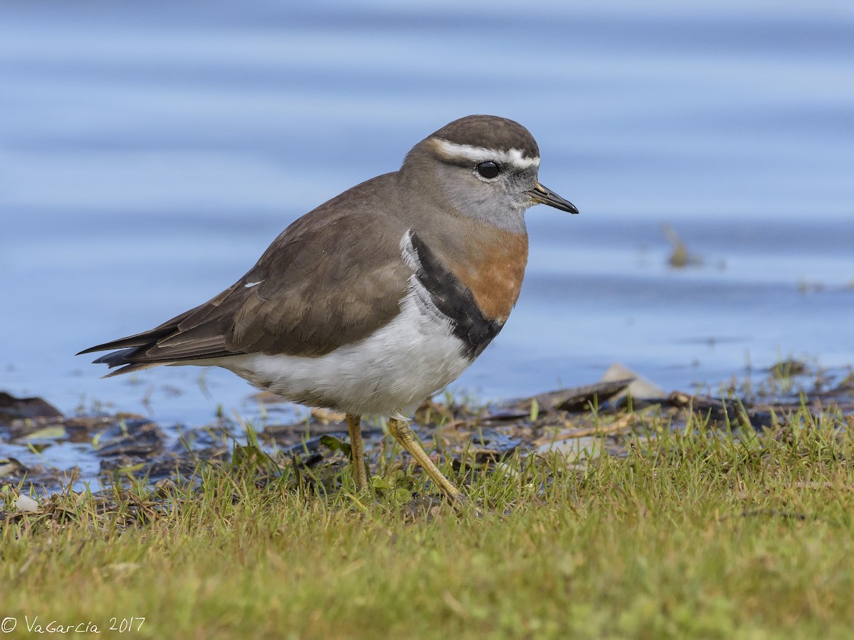 Rufous-chested Dotterel - ML67886151