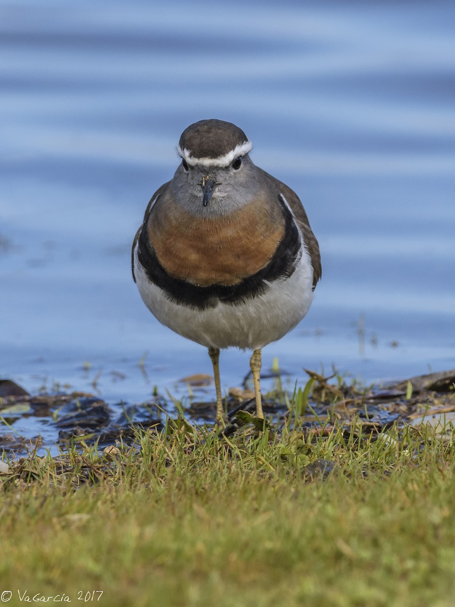 Rufous-chested Dotterel - ML67886171