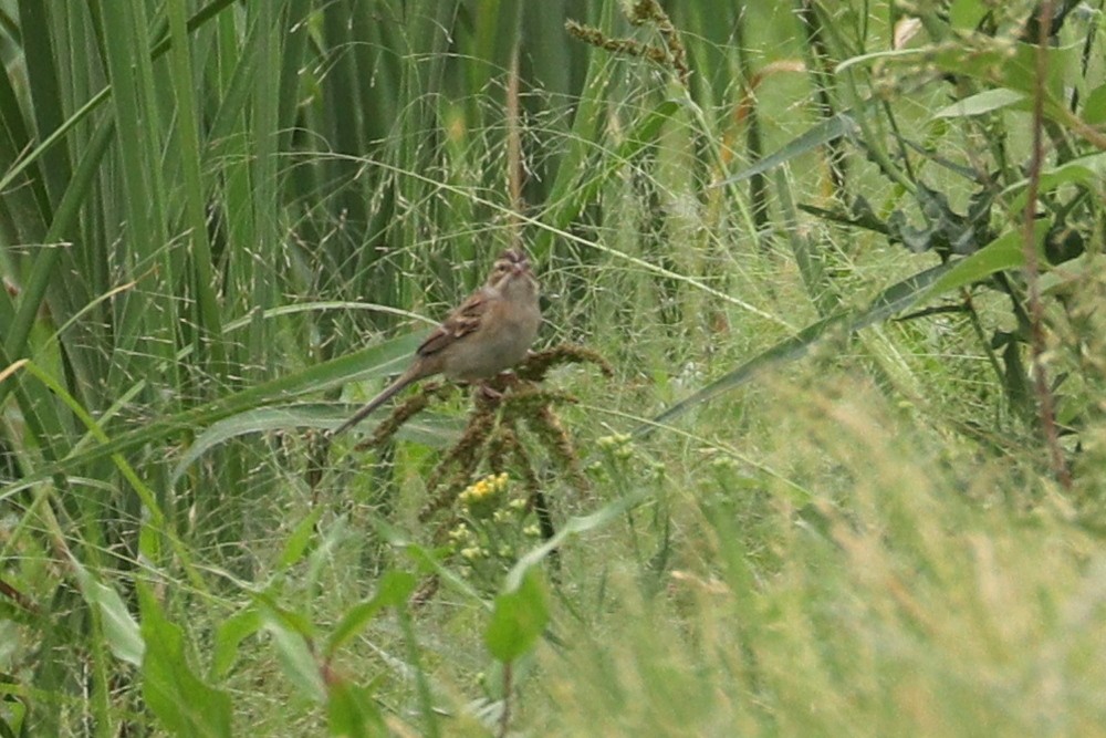 Clay-colored Sparrow - ML67887941