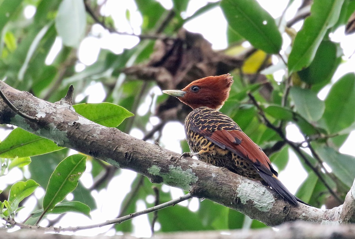 Rufous-headed Woodpecker - ML67888781