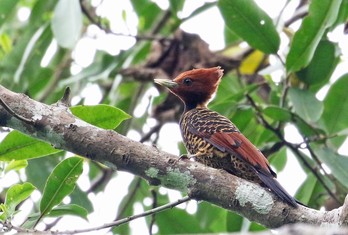 Rufous-headed Woodpecker - ML67888821
