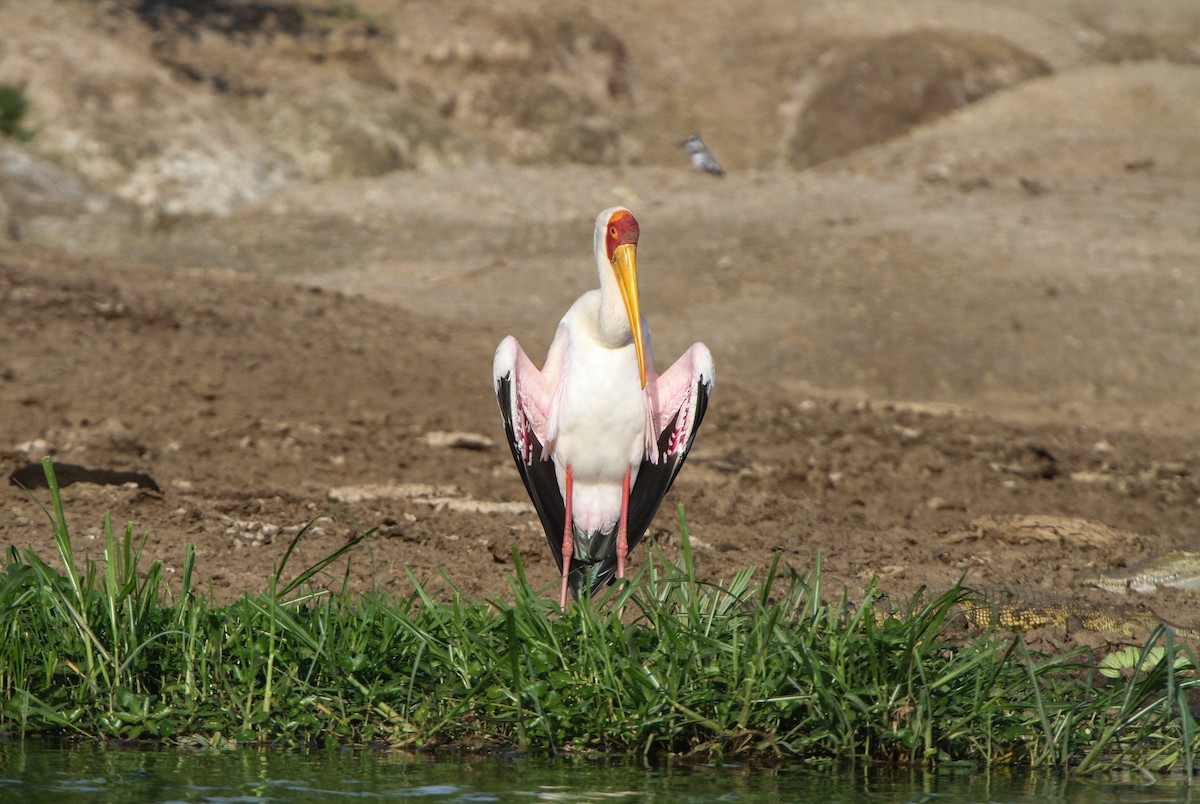 Yellow-billed Stork - Pam Rasmussen