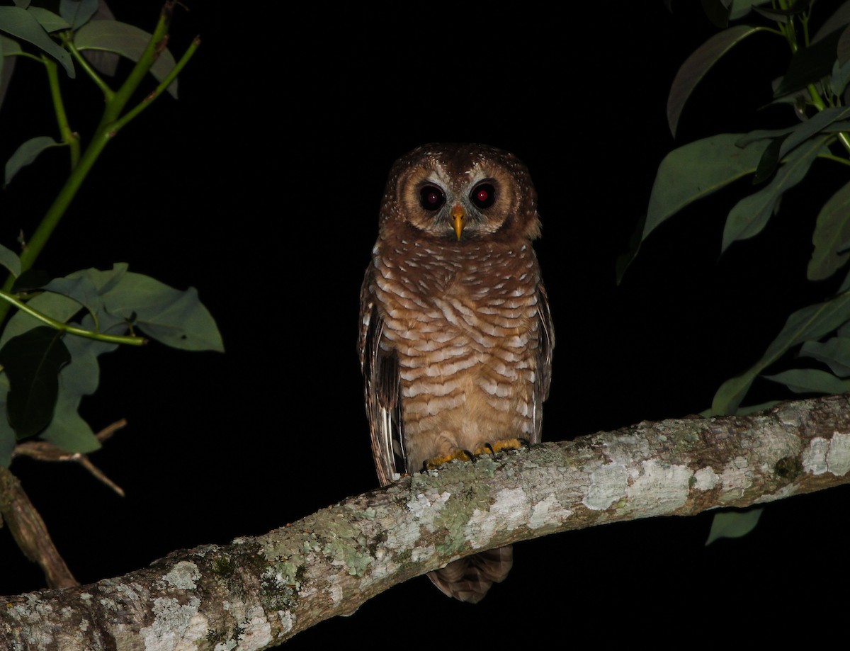 African Wood-Owl - ML67890391