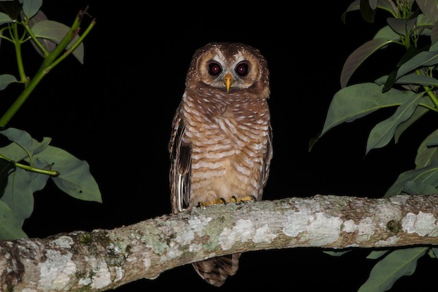 アフリカヒナフクロウ Ebird