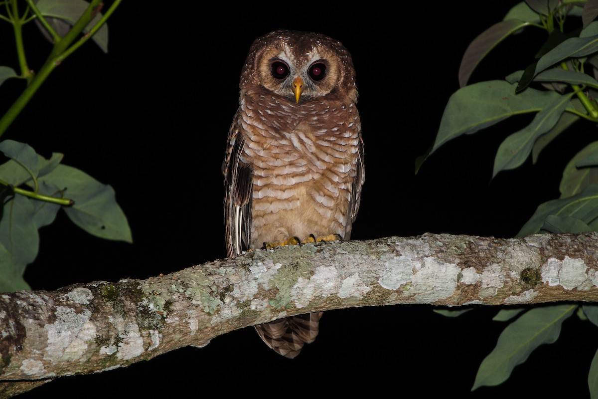 African Wood-Owl - ML67890431