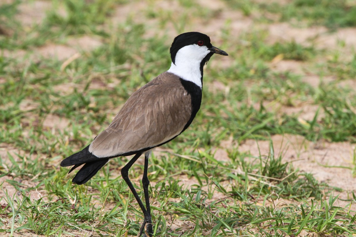 Spur-winged Lapwing - ML67892781