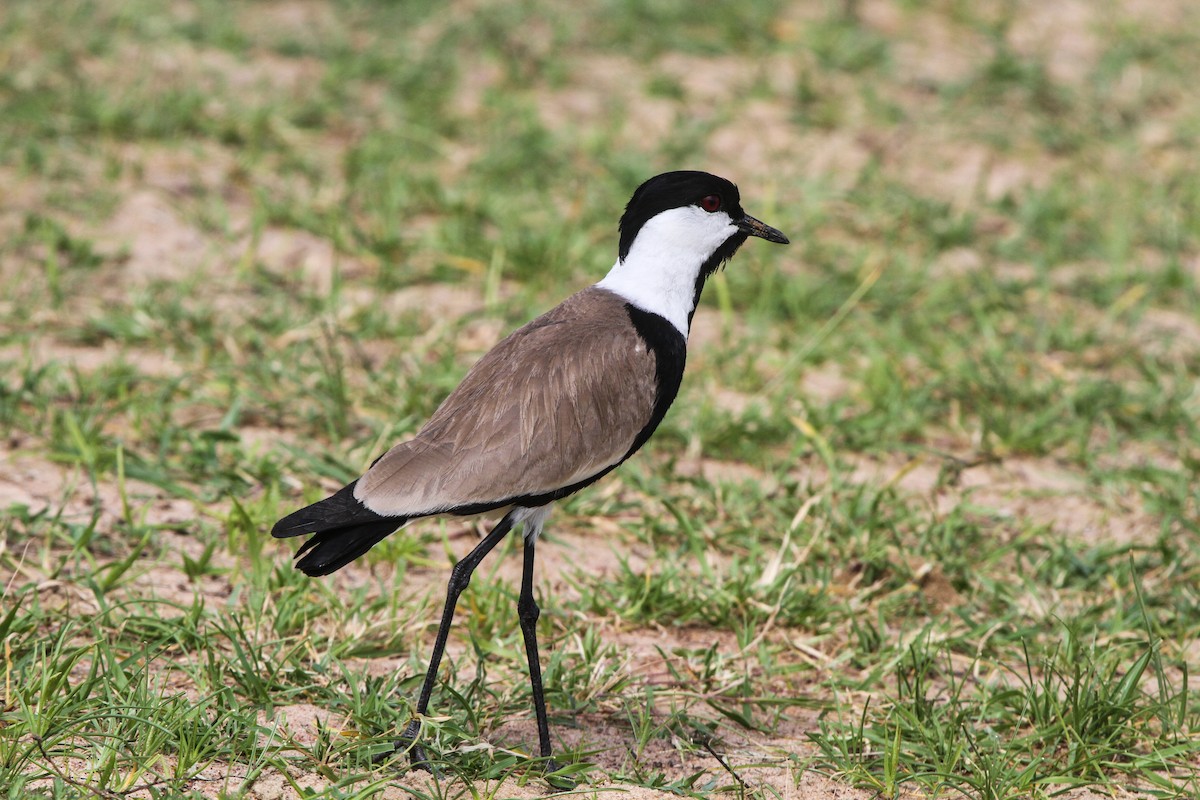 Spur-winged Lapwing - ML67892801
