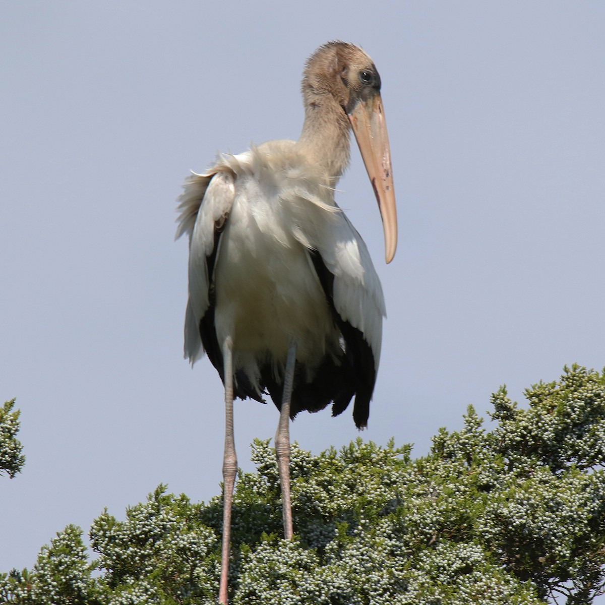 Wood Stork - Linda Walter