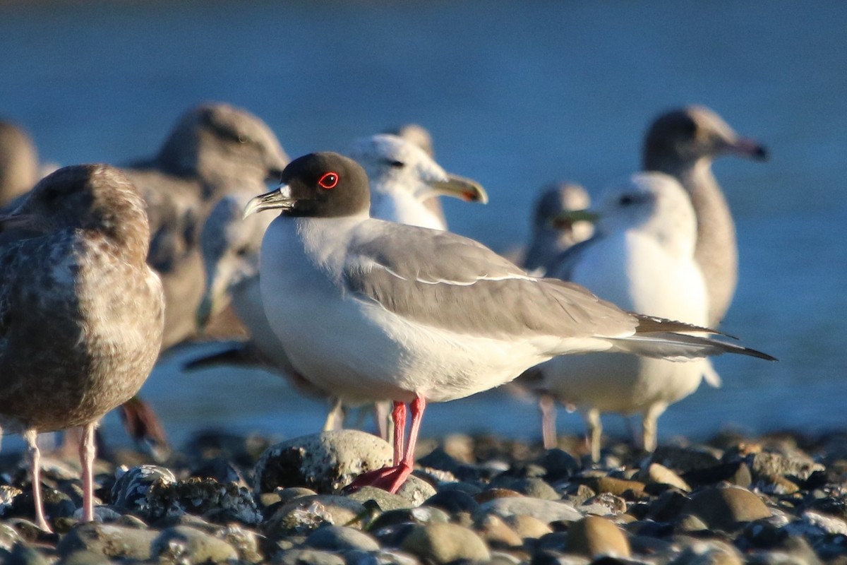 Swallow-tailed Gull - Isaiah Nugent