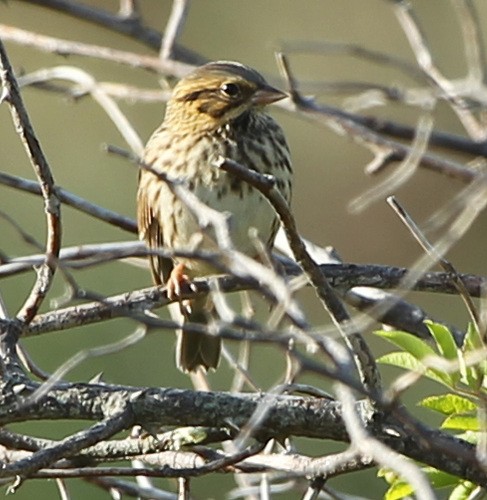 Savannah Sparrow - sicloot