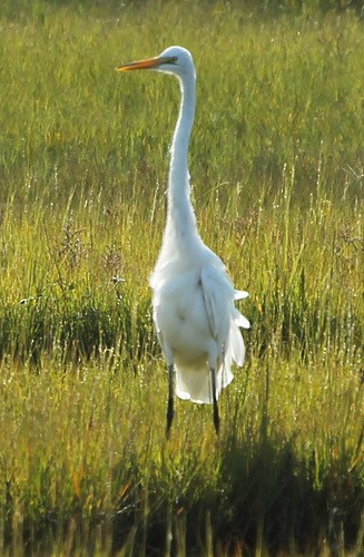 Great Egret - sicloot