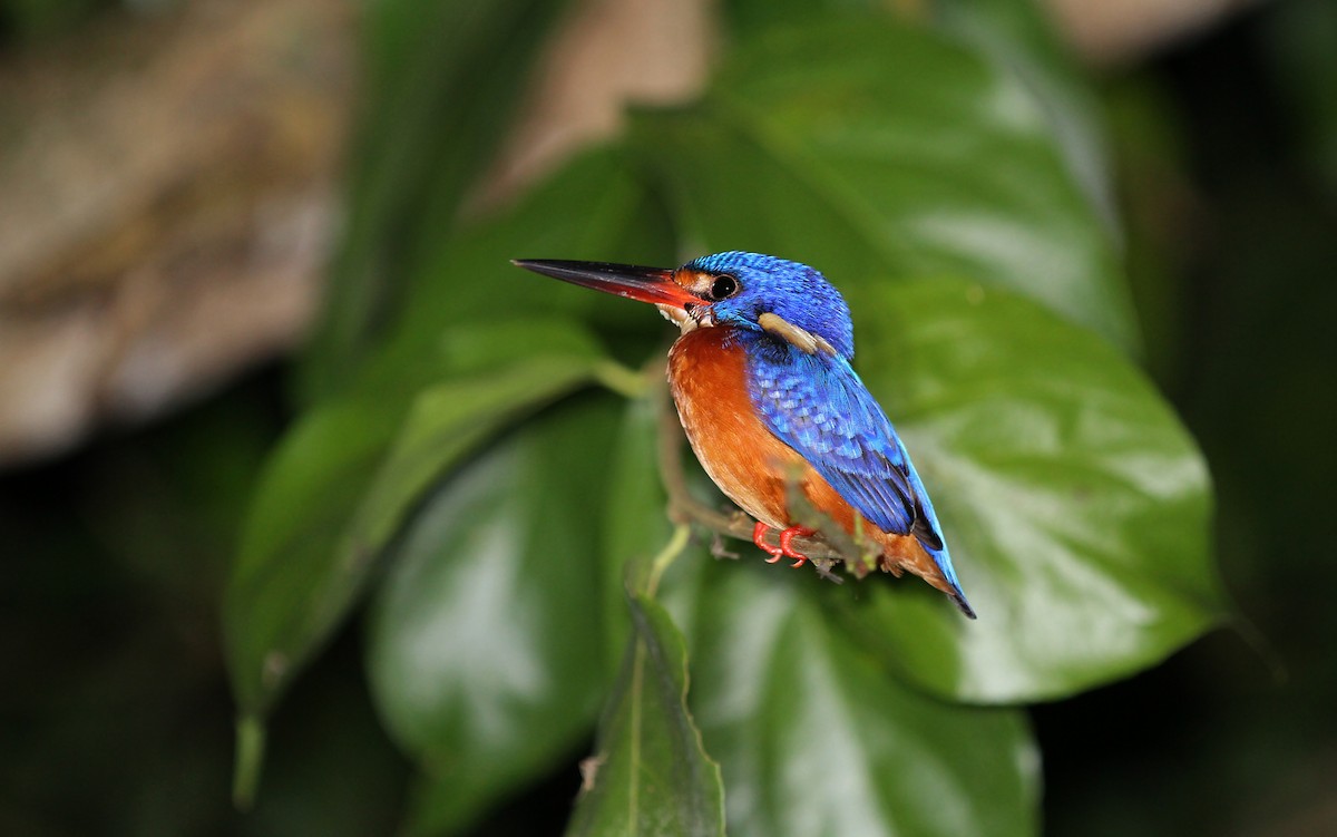 Blue-eared Kingfisher - Christoph Moning