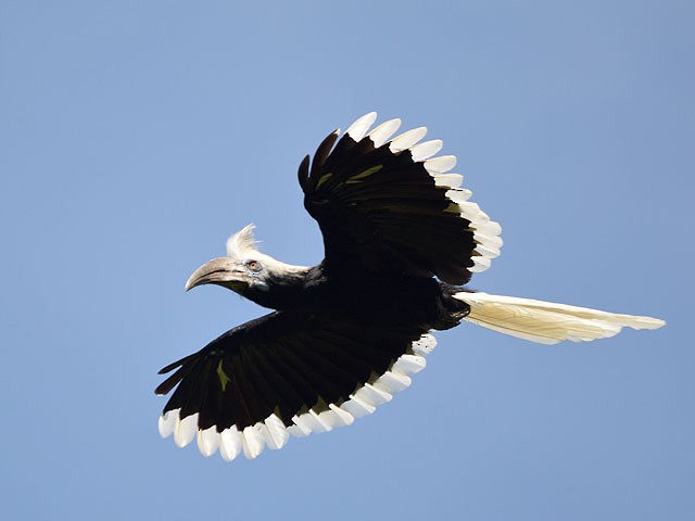 White-crowned Hornbill - Choy Wai Mun