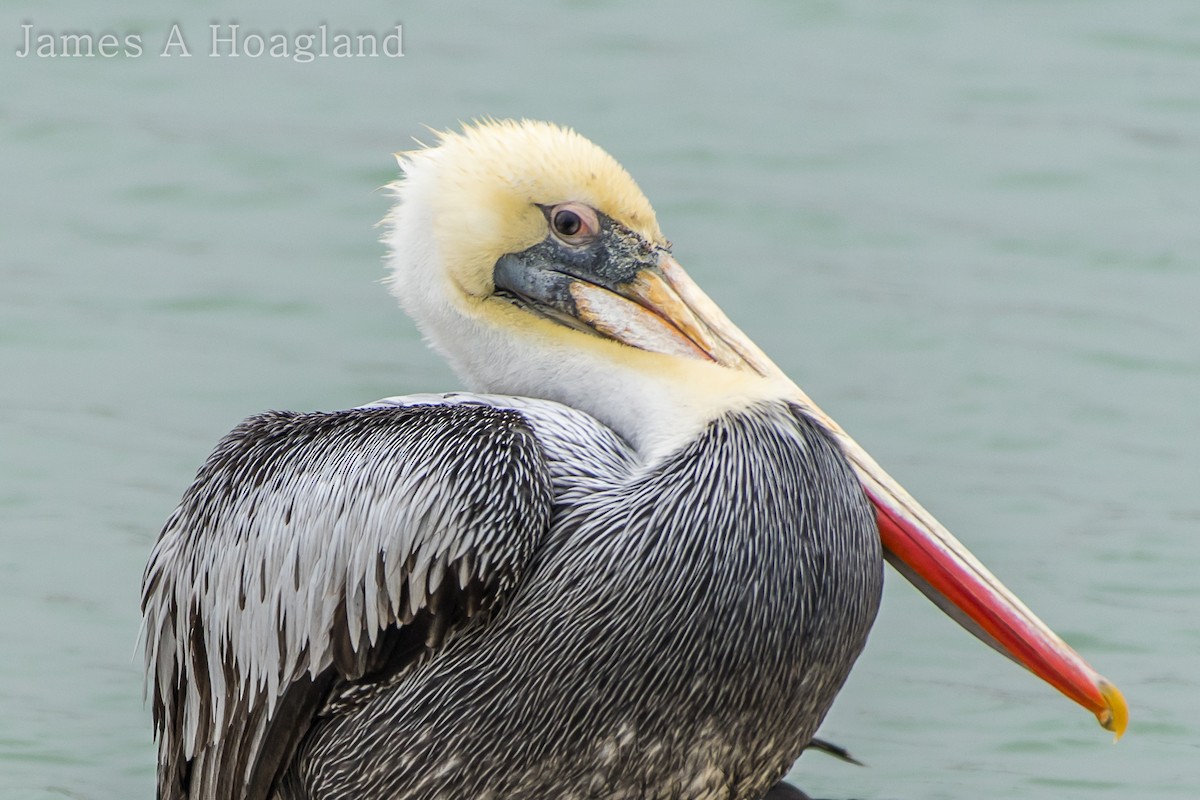 Peruvian Pelican - James Hoagland