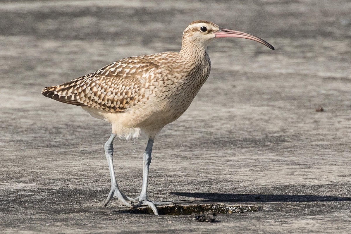 Bristle-thighed Curlew - ML67906421