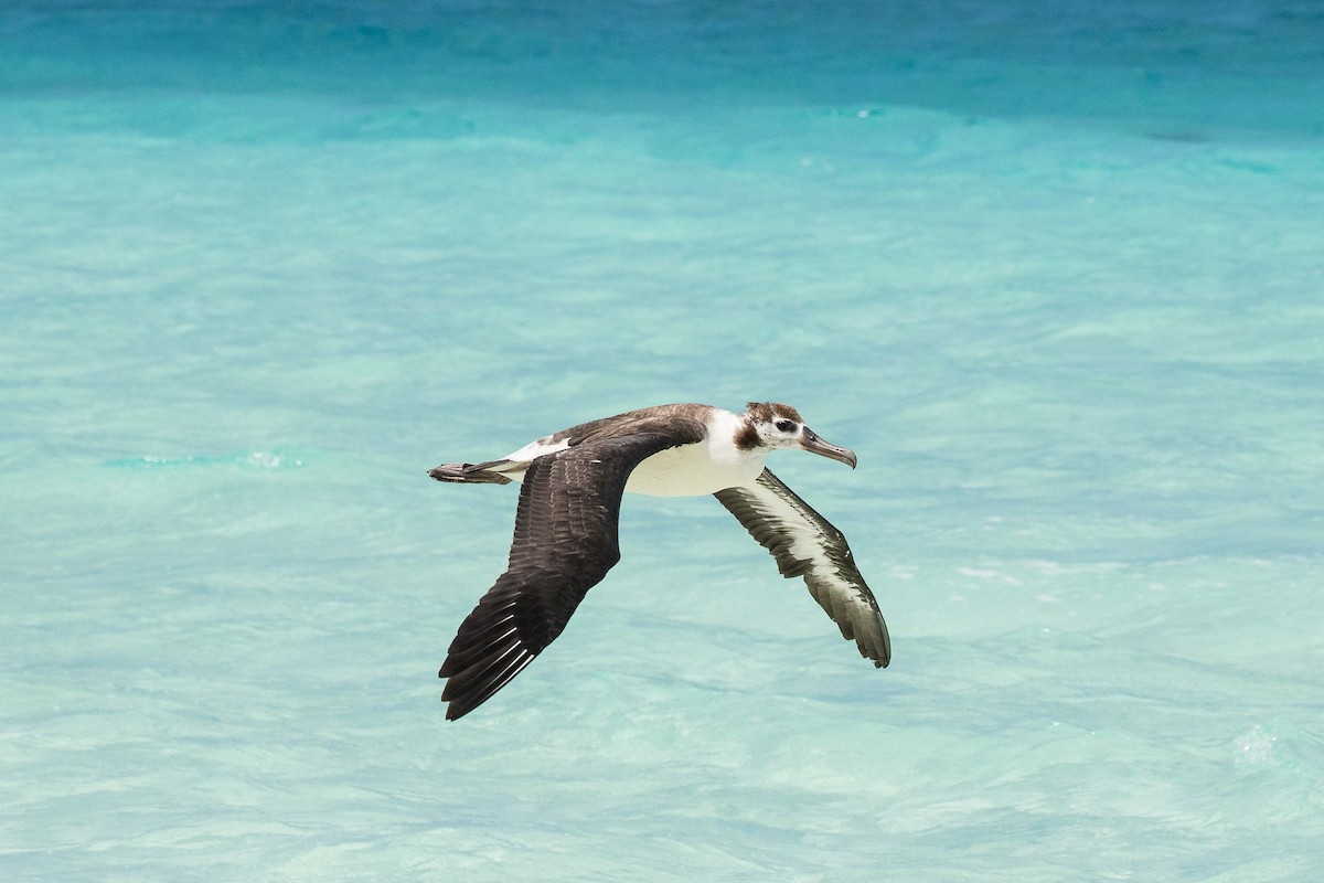 Laysan Albatross - Eric VanderWerf