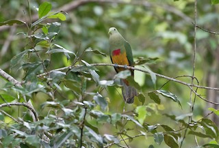  - Scarlet-breasted Fruit-Dove