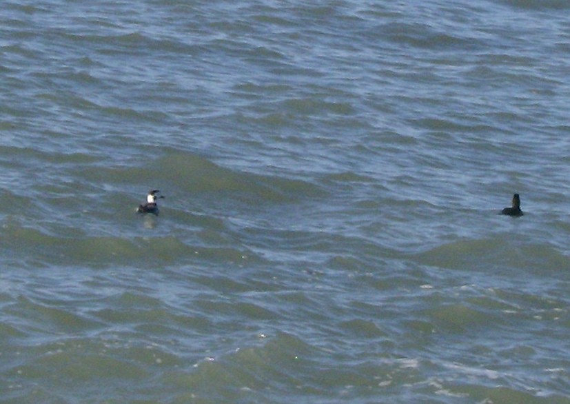 Long-tailed Duck - John Oliver