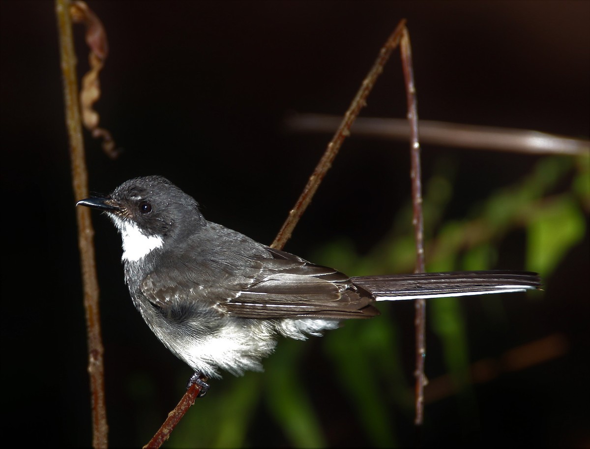 Northern Fantail - Mary Clarke