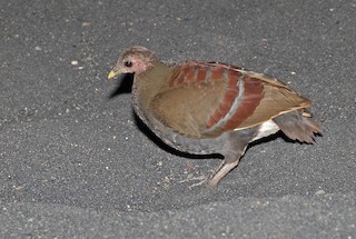  - Moluccan Megapode