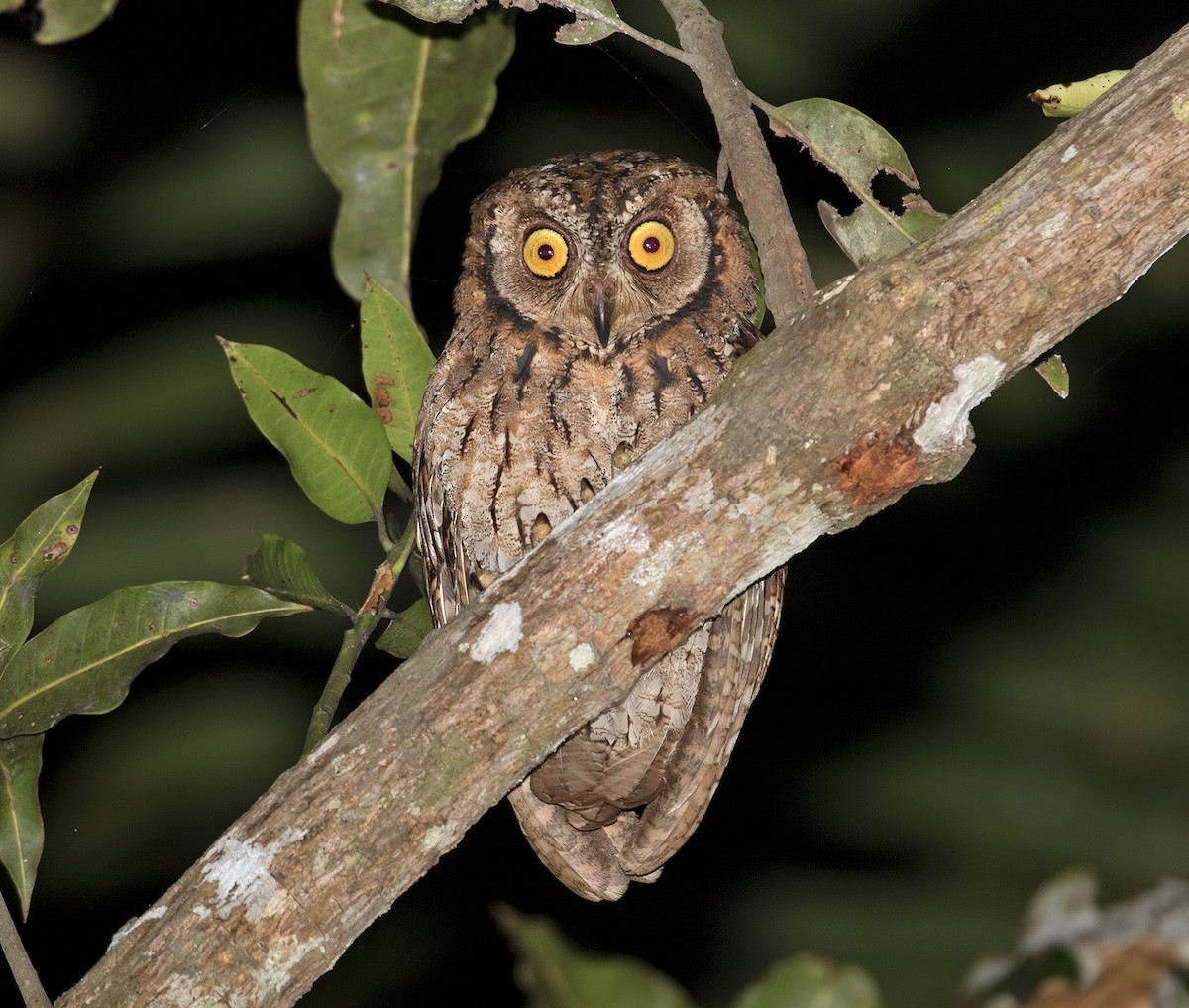 Moluccan Scops-Owl - ML67910511
