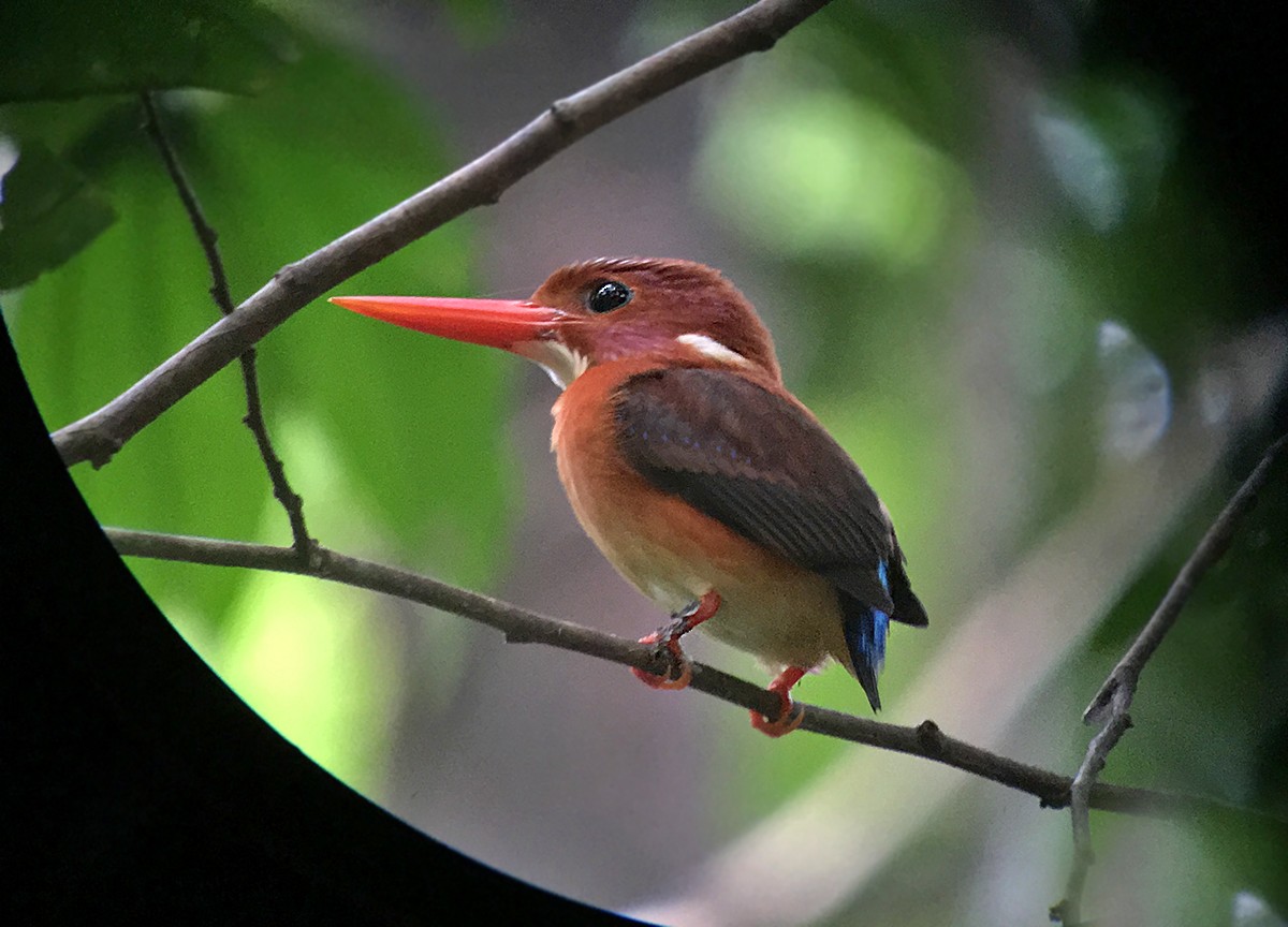 Sulawesi Dwarf-Kingfisher - ML67911131
