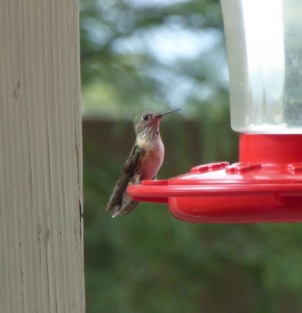 Calliope Hummingbird - Josh Barron