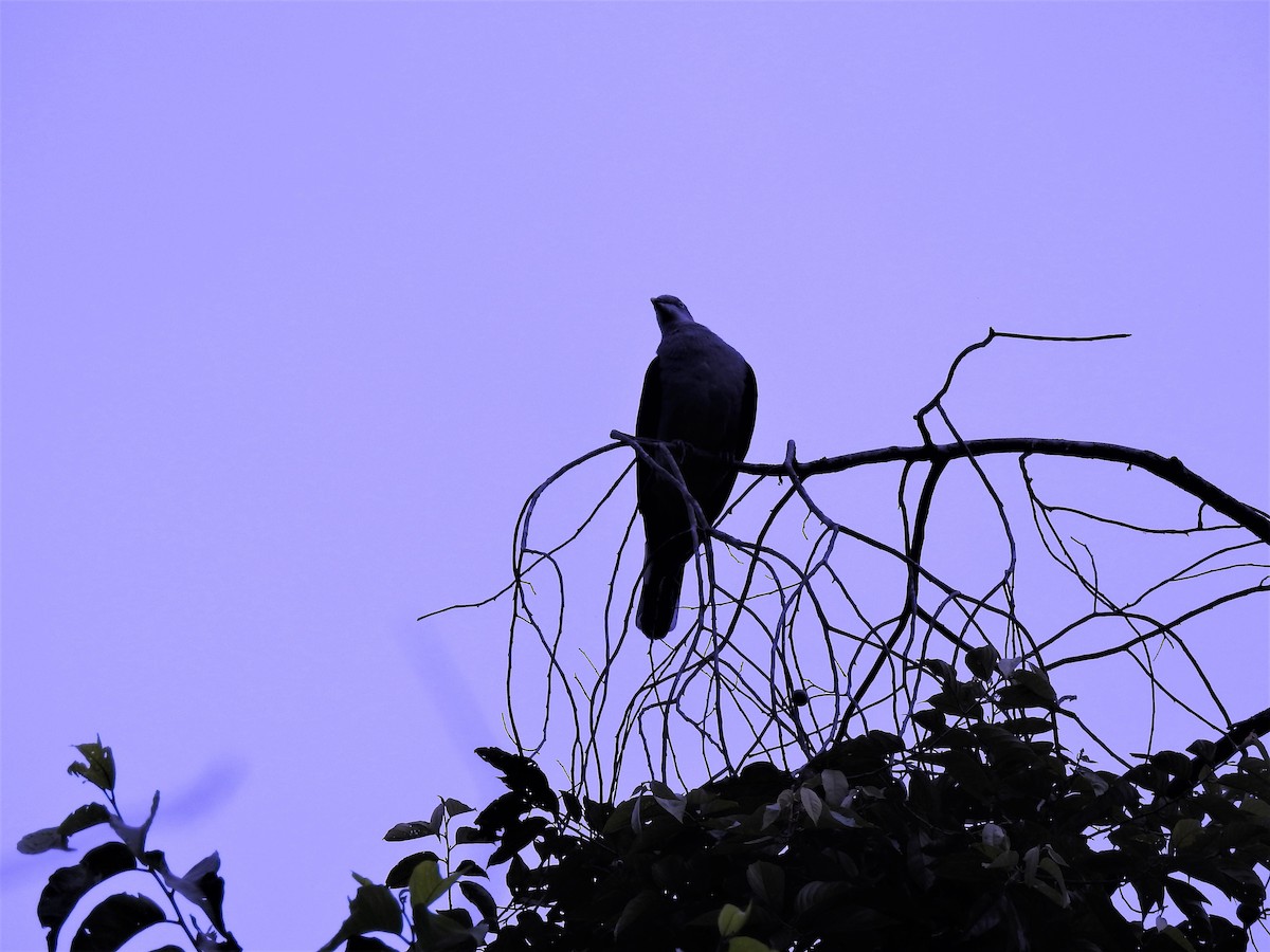 Mountain Imperial-Pigeon - Tuck Hong Tang