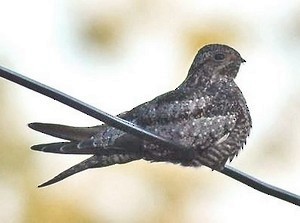 Common Nighthawk - Julie Tremblay (Pointe-Claire)