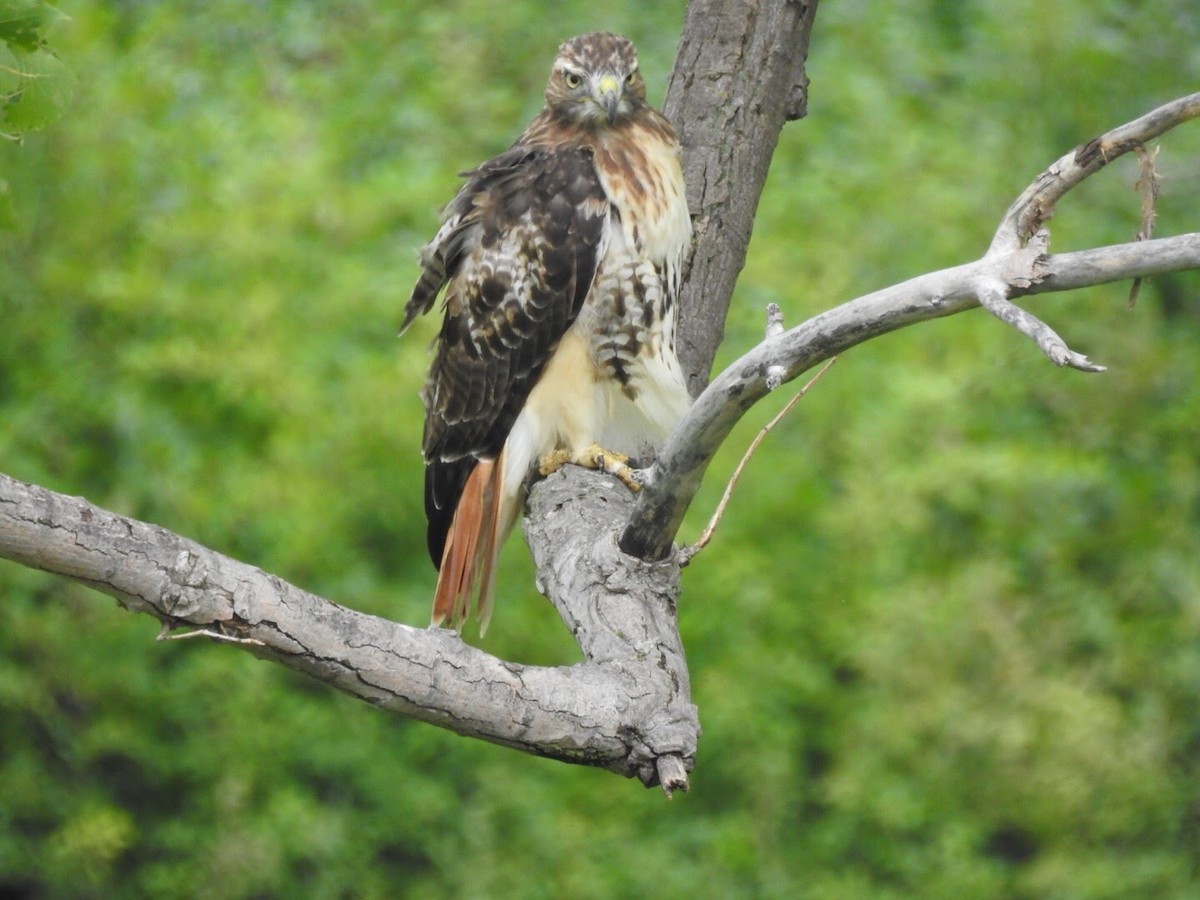 Red-tailed Hawk - ML67915551