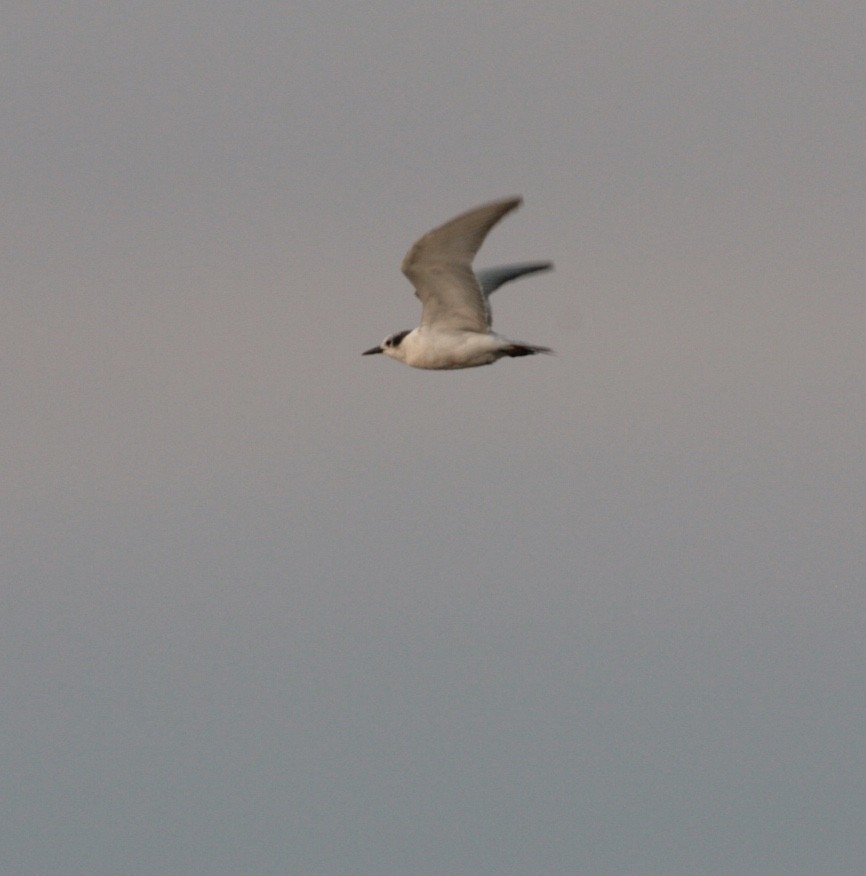 White-winged Tern - ML67916431