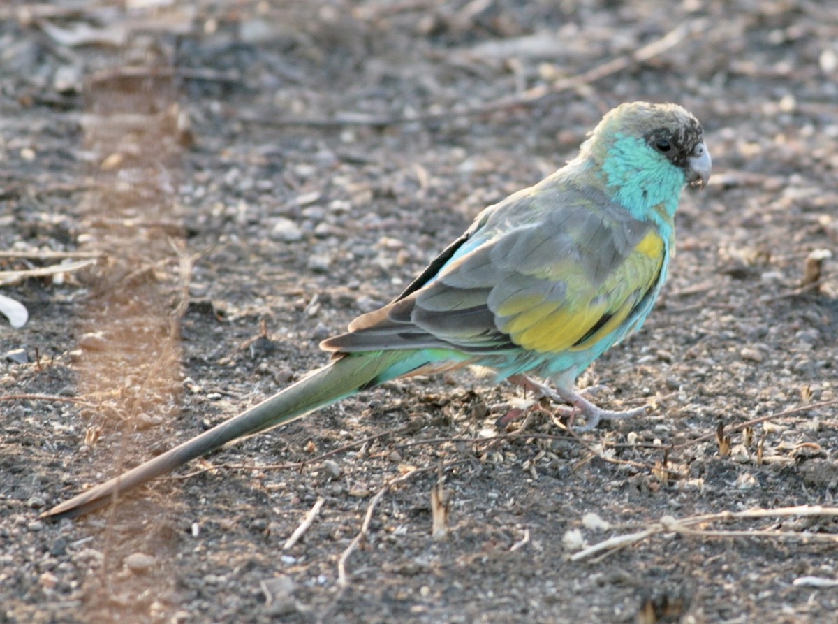Hooded Parrot - Nick  Lund