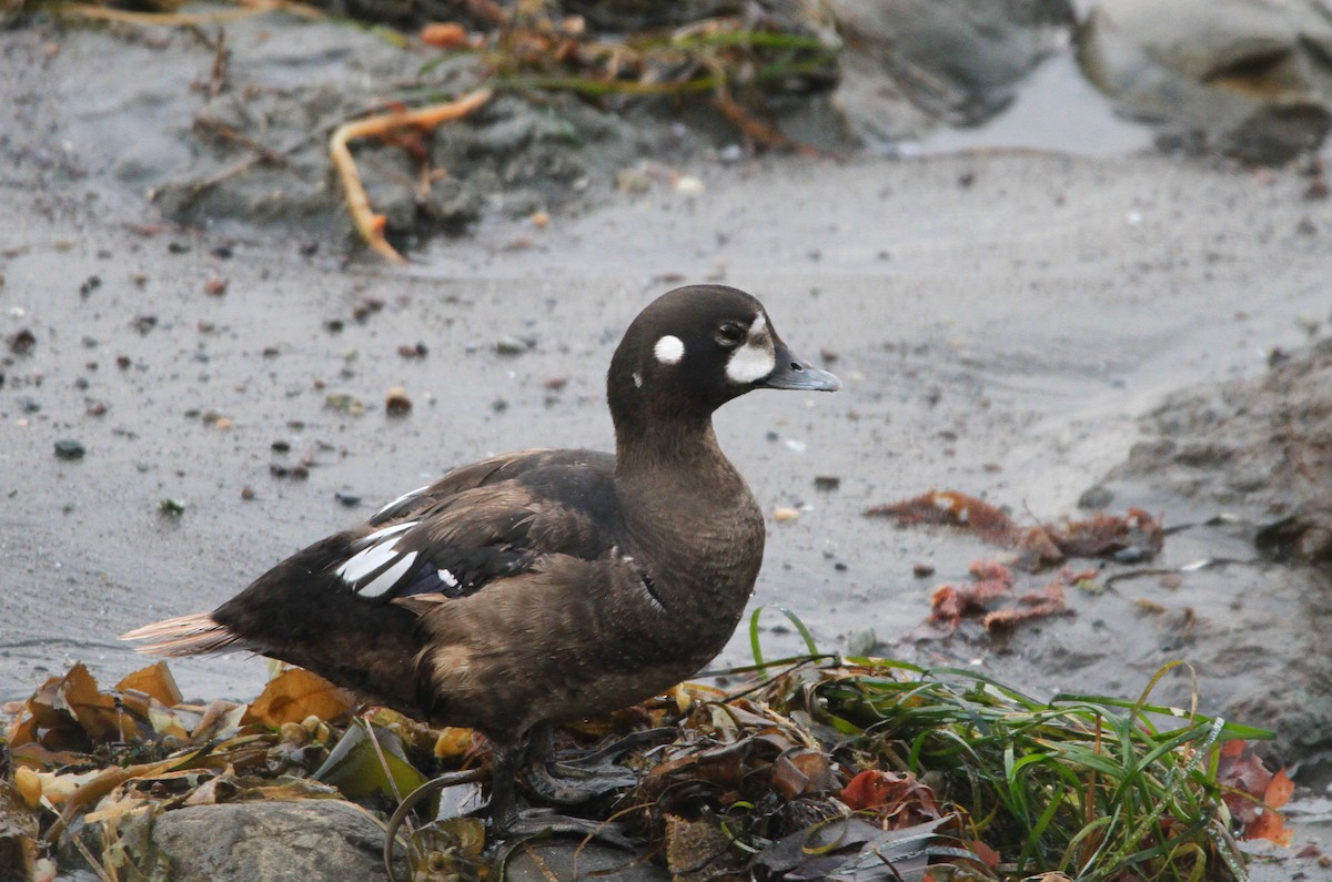 Harlequin Duck - Pair of Wing-Nuts