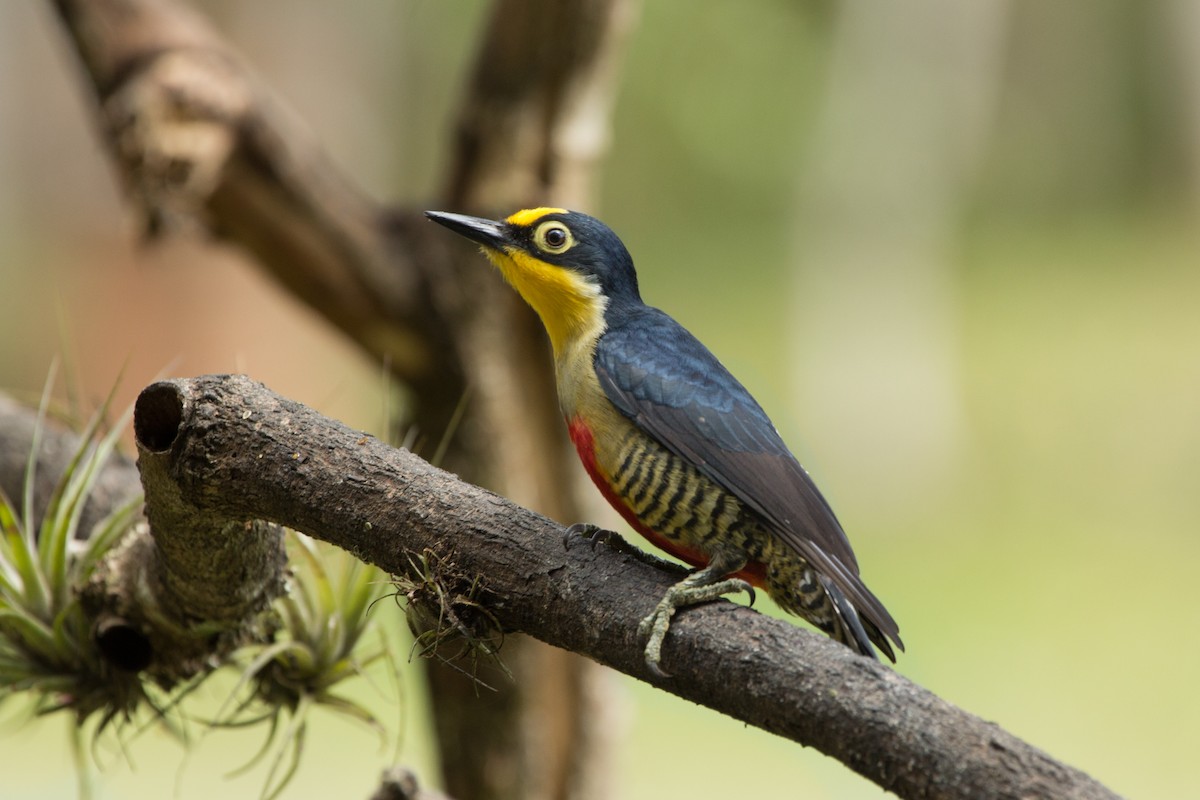 Yellow-fronted Woodpecker - Marcelo Morena
