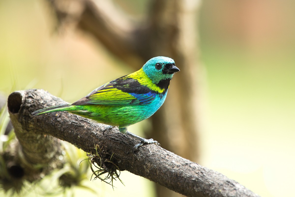 Green-headed Tanager - ML67922471