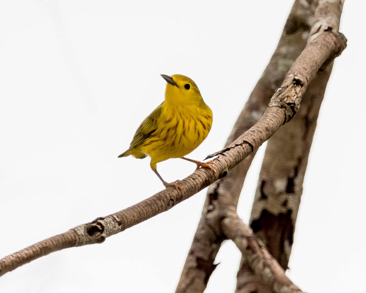 Yellow Warbler - David Hall