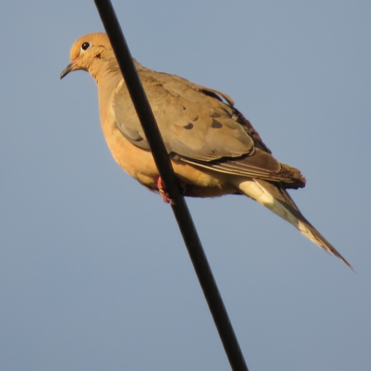 Mourning Dove - Mayte Torres