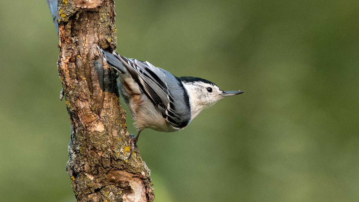 White-breasted Nuthatch - Charlie Shields