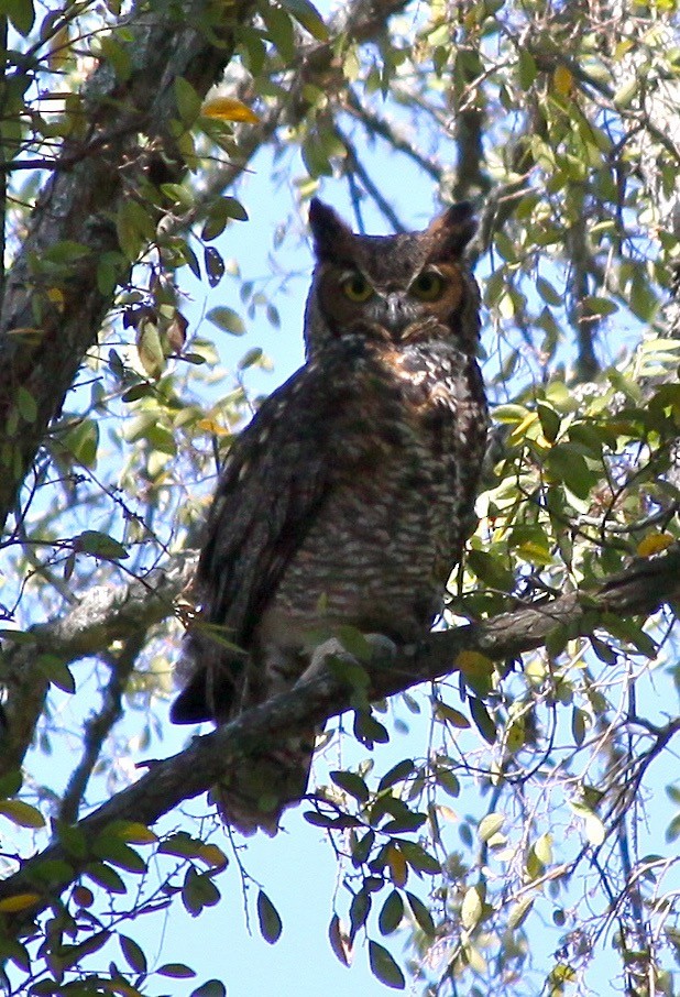 Great Horned Owl - Ronald Newhouse