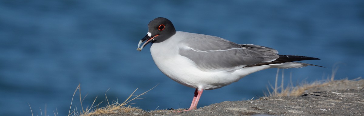 Swallow-tailed Gull - ML67928421