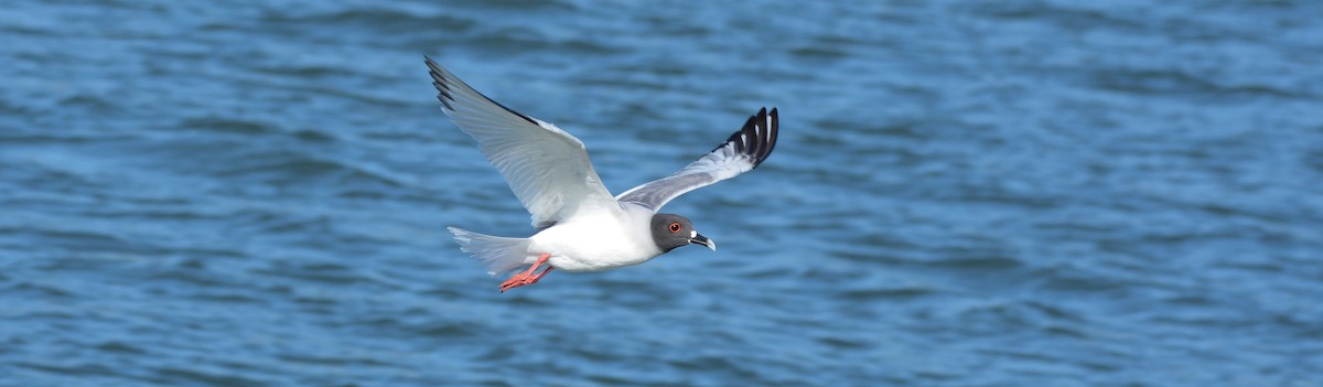 Swallow-tailed Gull - ML67928431