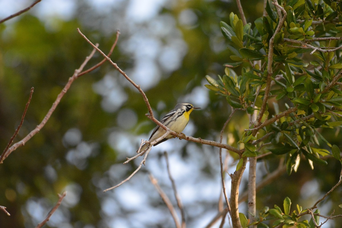 Yellow-throated Warbler (dominica/stoddardi) - Anonymous