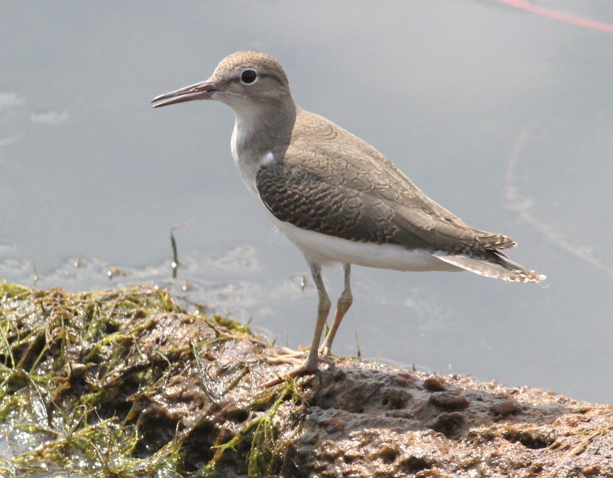 Spotted Sandpiper - Becky Lutz