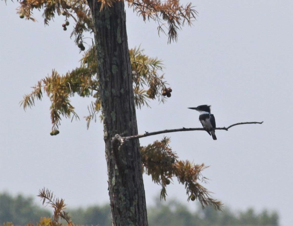 Belted Kingfisher - Becky Lutz