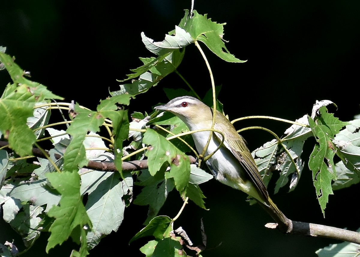 Red-eyed Vireo - Don Carbaugh