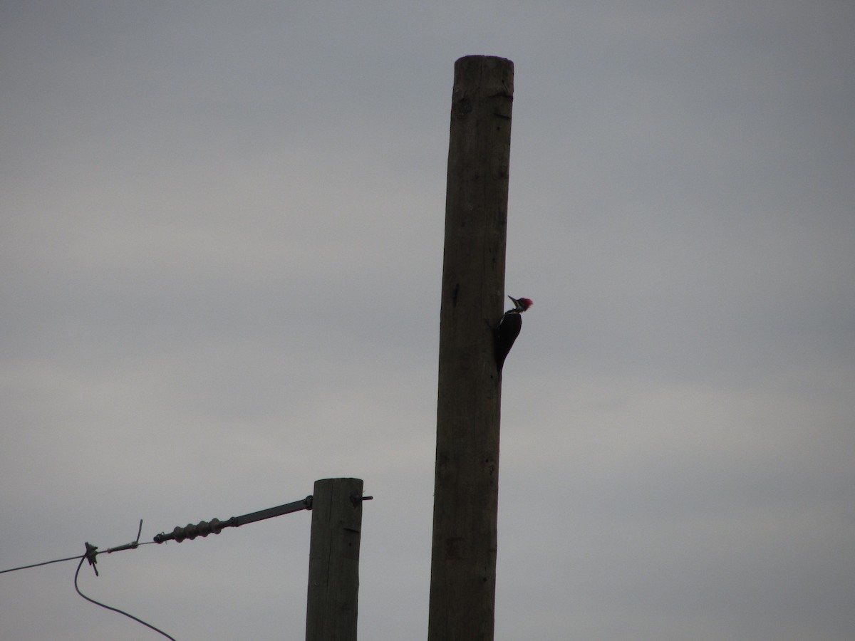 Pileated Woodpecker - ML67934211
